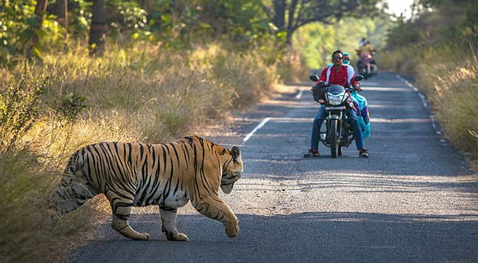 Motosiklet sürerken karşılarına dev kaplan çıktı