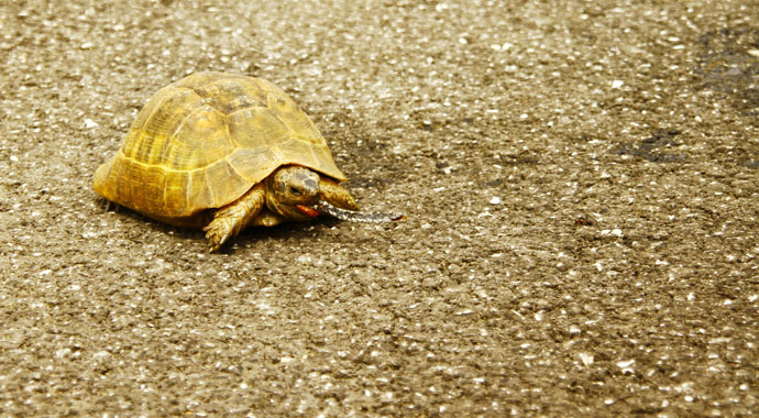 Yüksekova’da yılan yiyen kaplumbağa görüntülendi