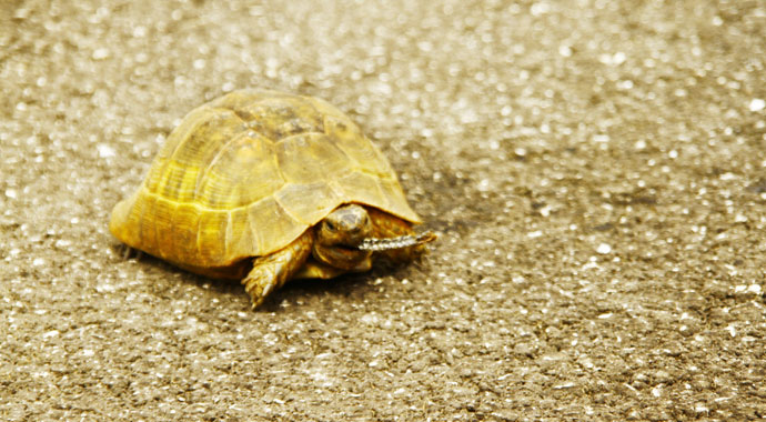 Yüksekova’da yılan yiyen kaplumbağa görüntülendi