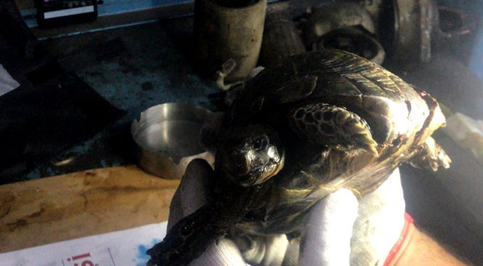 Kaplumbağayı kaportacıda hayata döndürdüler