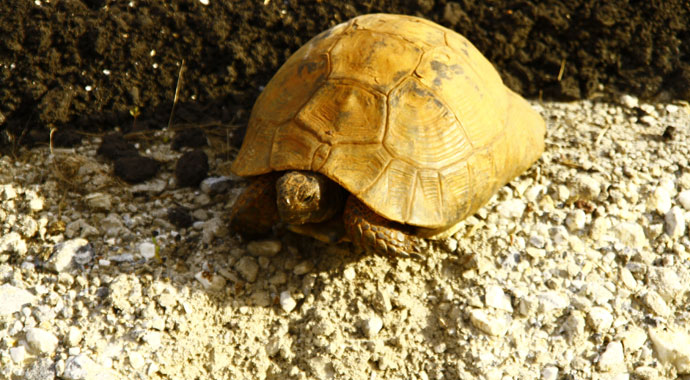 Yüksekova’da yılan yiyen kaplumbağa görüntülendi