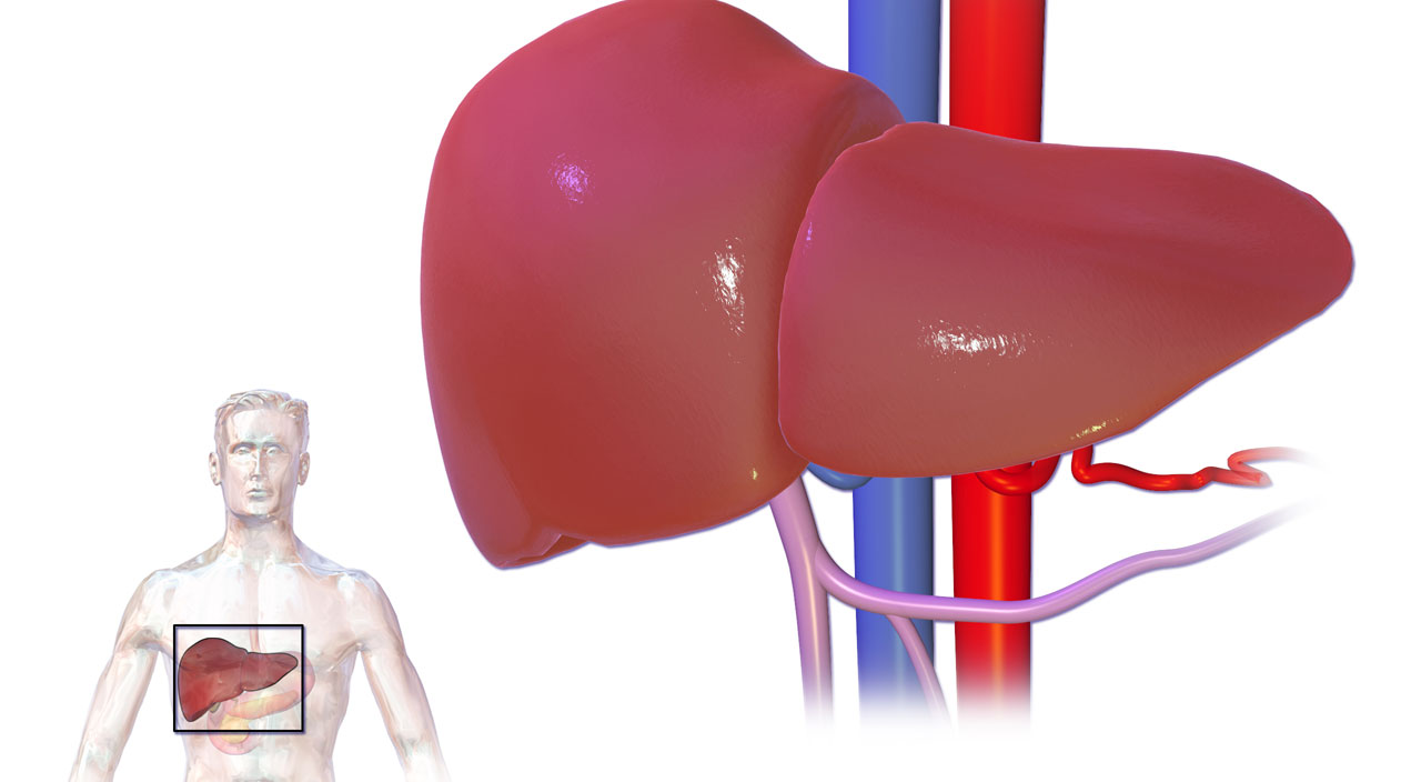 Bu besinler karaciğeri adeta yeniliyor (15 günde karaciğeri yenileyen kür tarifi)