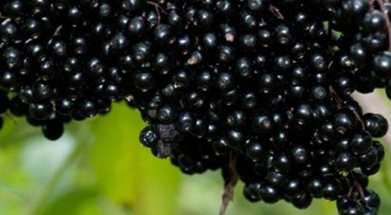 Kara mürverin faydaları neler? (Kara mürver neye iyi gelir, nerede satılır?)