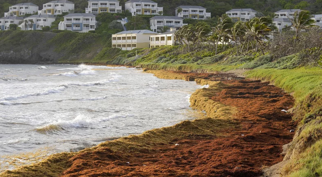 Tatilcilerin gözdesi Karayipler'de çevre felaketi: 24 milyon ton su yosunu adalarda sağlık alarmı verdirtti