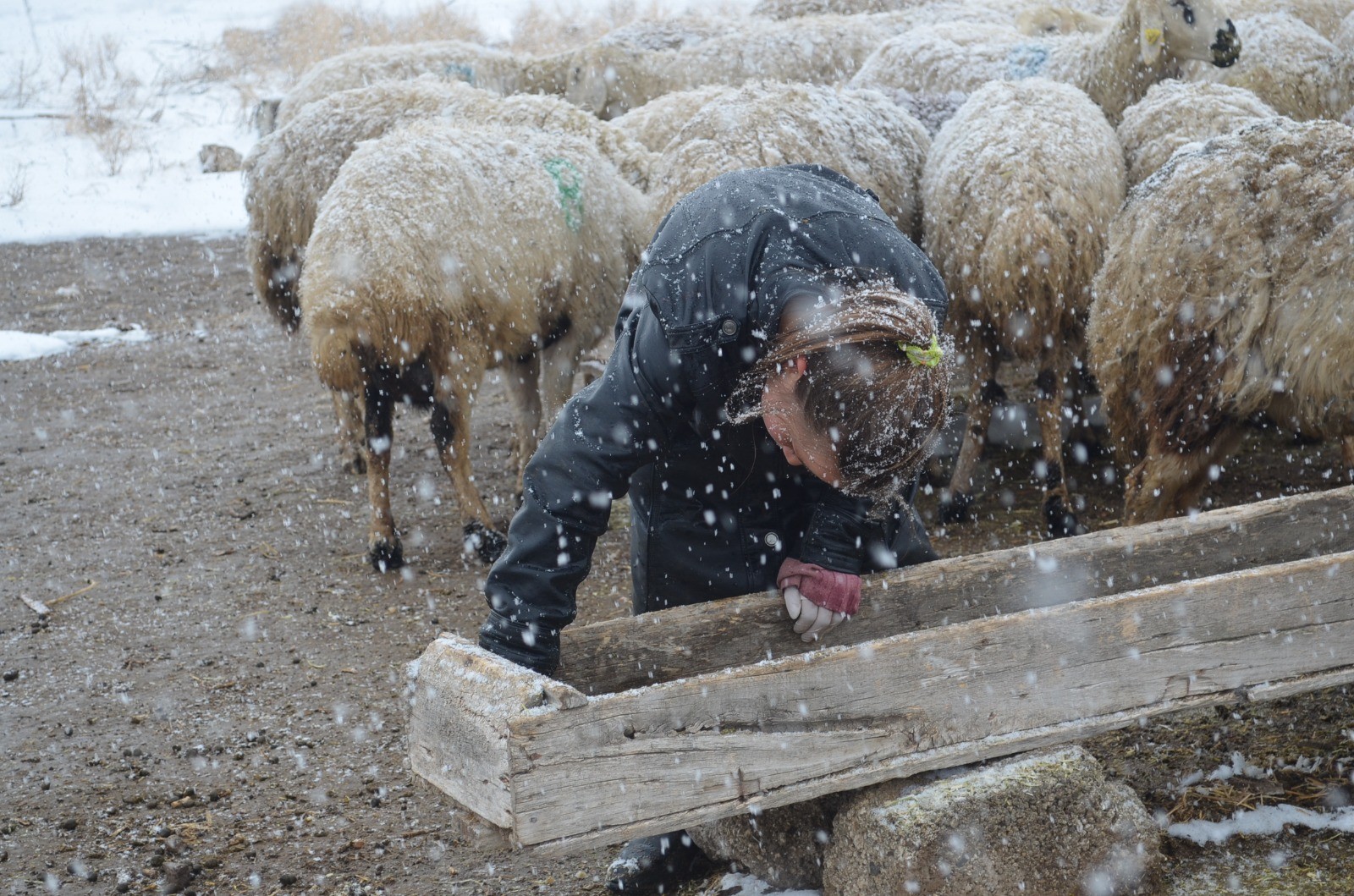 11 yaşındaki Kardelen, koronavirüs tatilinde çobanlık yapıyor