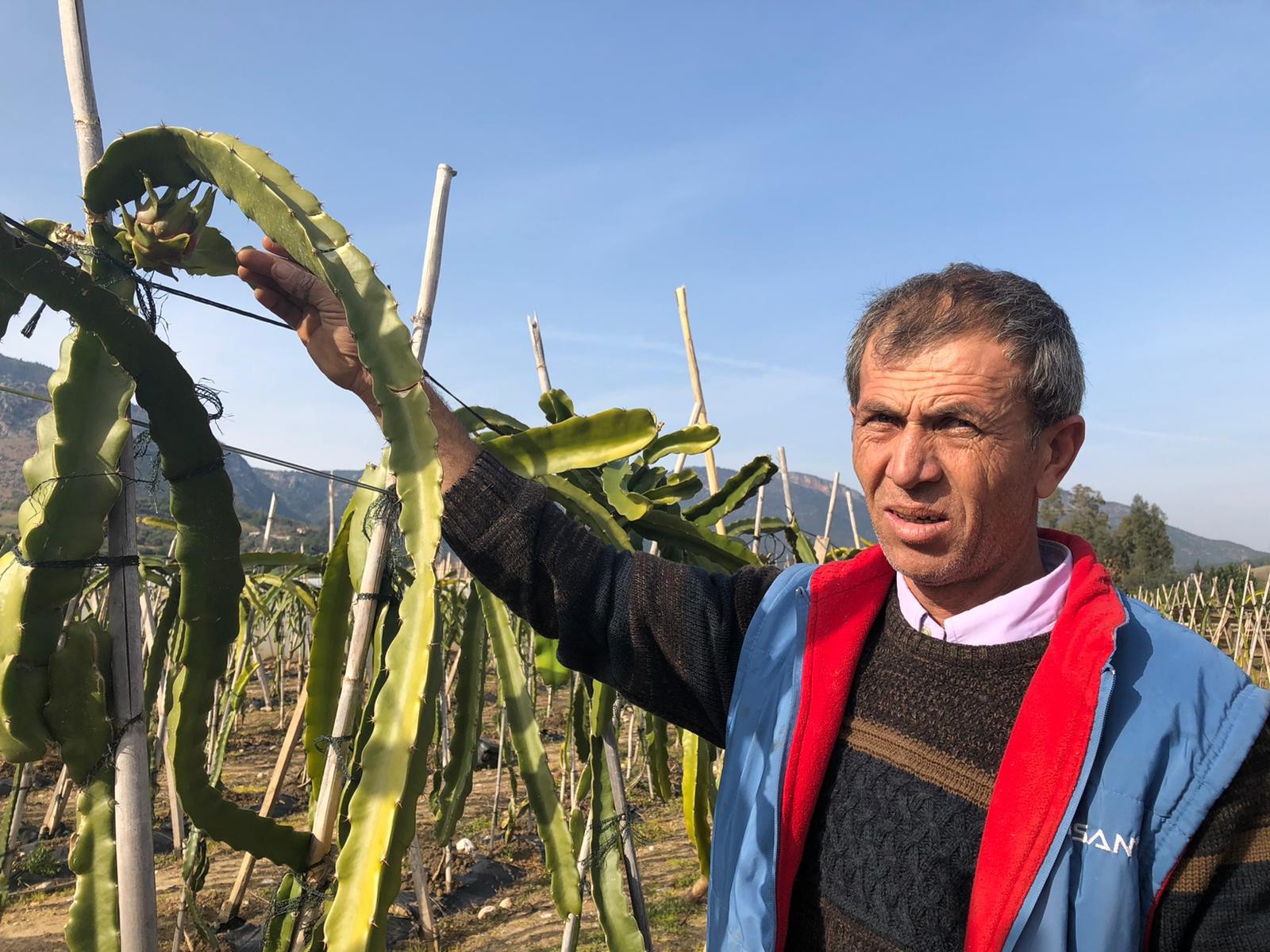 Kardeşi gönderdi, tarlasına ekti! Şimdi siparişlere yetişemiyor