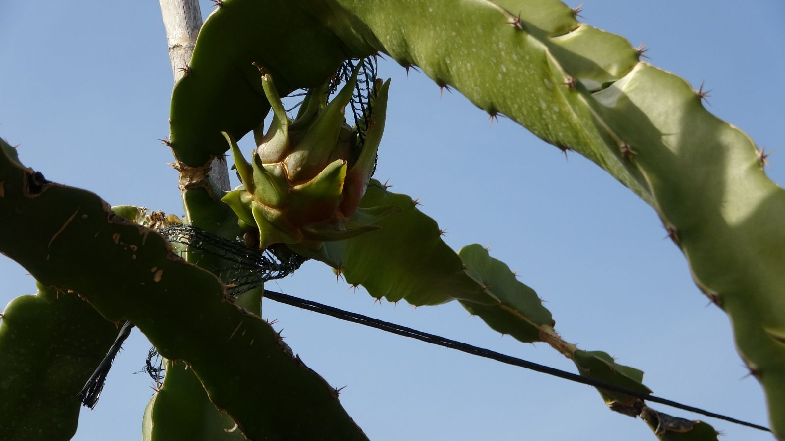 Kardeşi gönderdi, tarlasına ekti! Şimdi siparişlere yetişemiyor