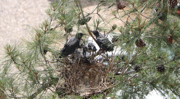 İtfaiye erinin karga ile imtihanı