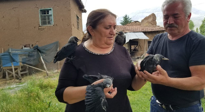 Sahiplendiği kargalara çocuklarının adını verdi