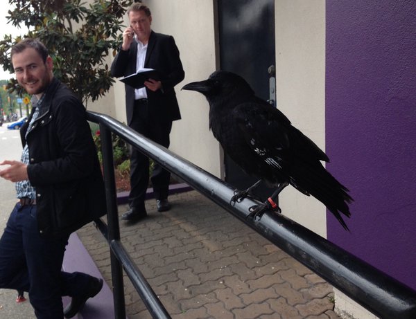 Karga suç mahallindeki bıçağı kapıp kaçtı, polis peşinden kovaladı