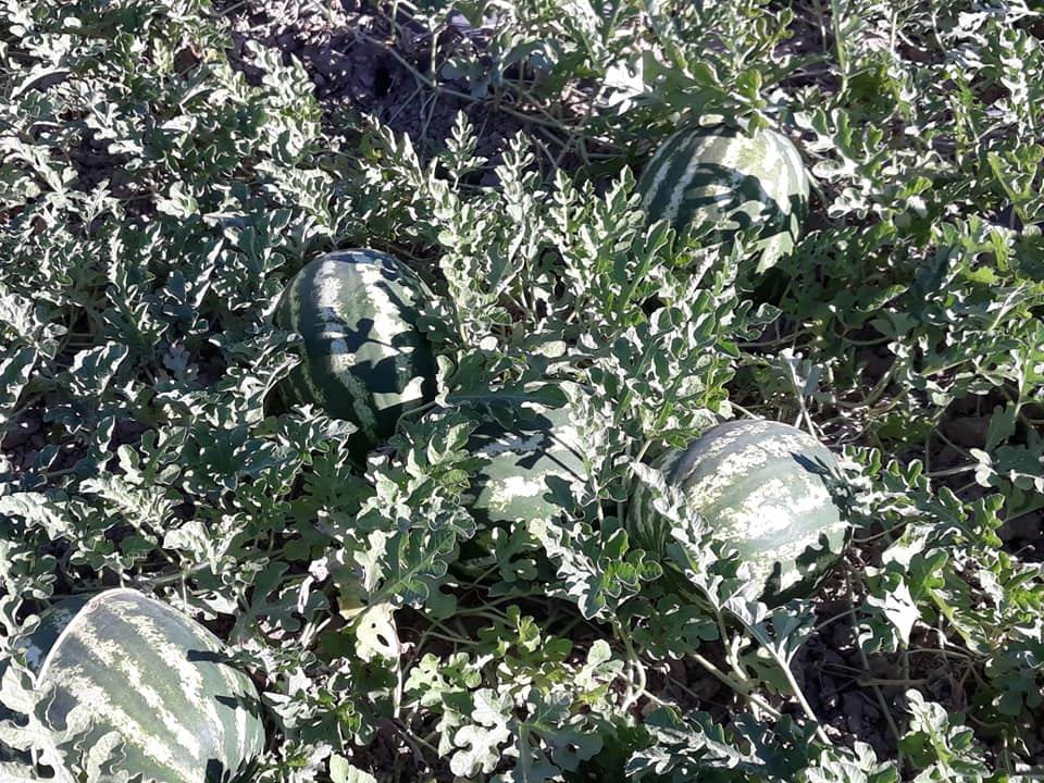 Karpuzun fiyatı tarlada 30 kuruşa düştü