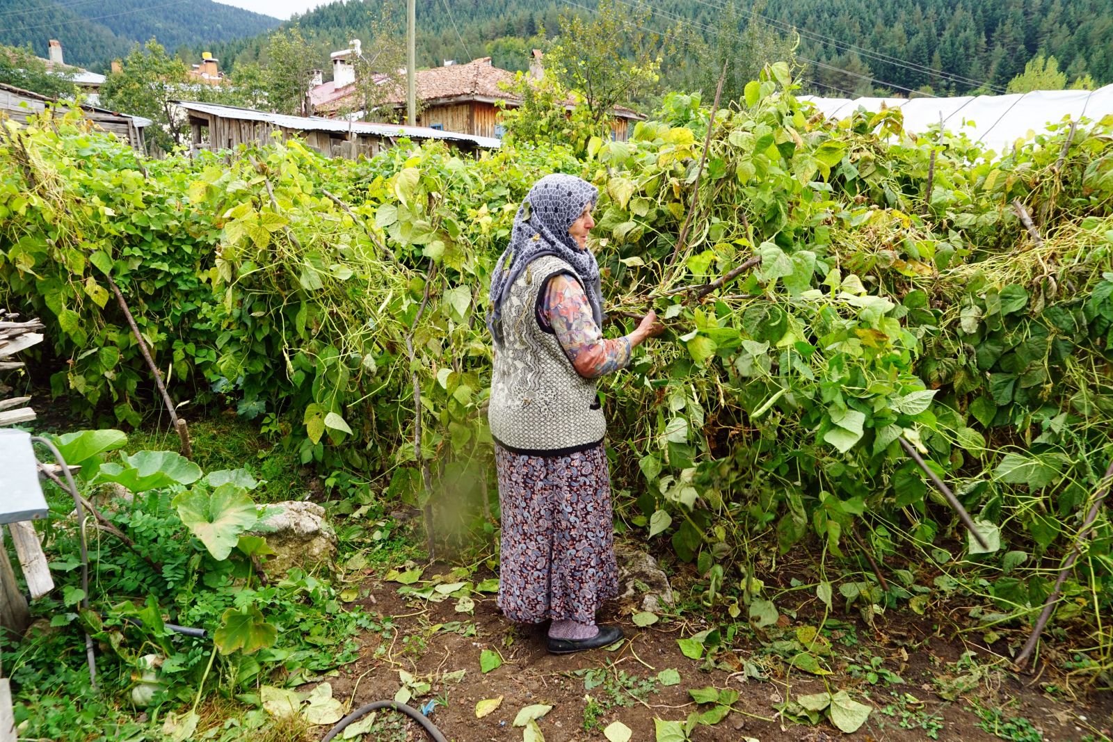 Şehri ayı korkusu sardı! Vatandaşlar evinden çıkmaya korkuyor