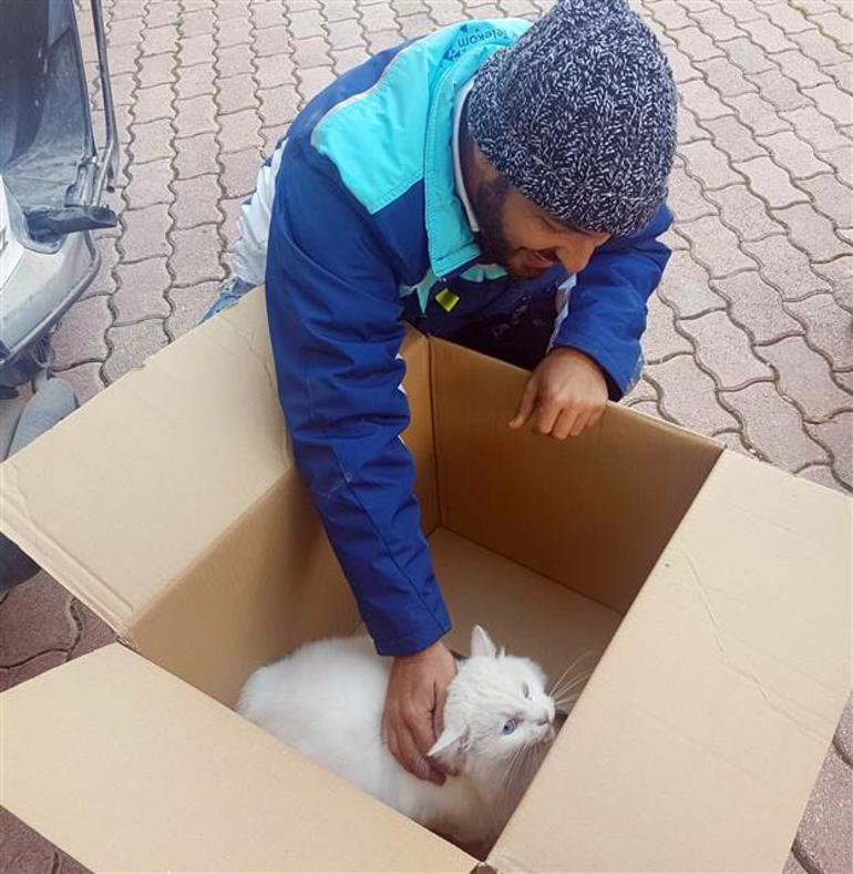 10 gündür kayıp kedi böyle bulundu