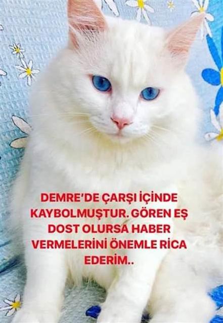 10 gündür kayıp kedi böyle bulundu
