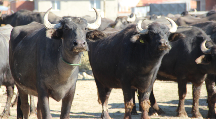 Afyon kaymağının lezzetinin sırrı yapılmasındaki saatte gizli