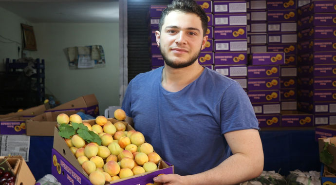 ‘Sarı altın’ tezgaha indi