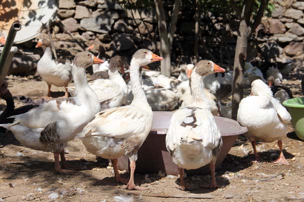 Babaevini kaz çiftliğine dönüştürdü