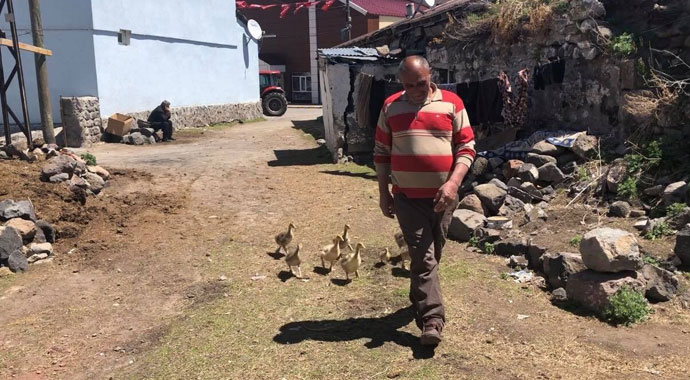 Kaz yavrularına gözü gibi bakıyor