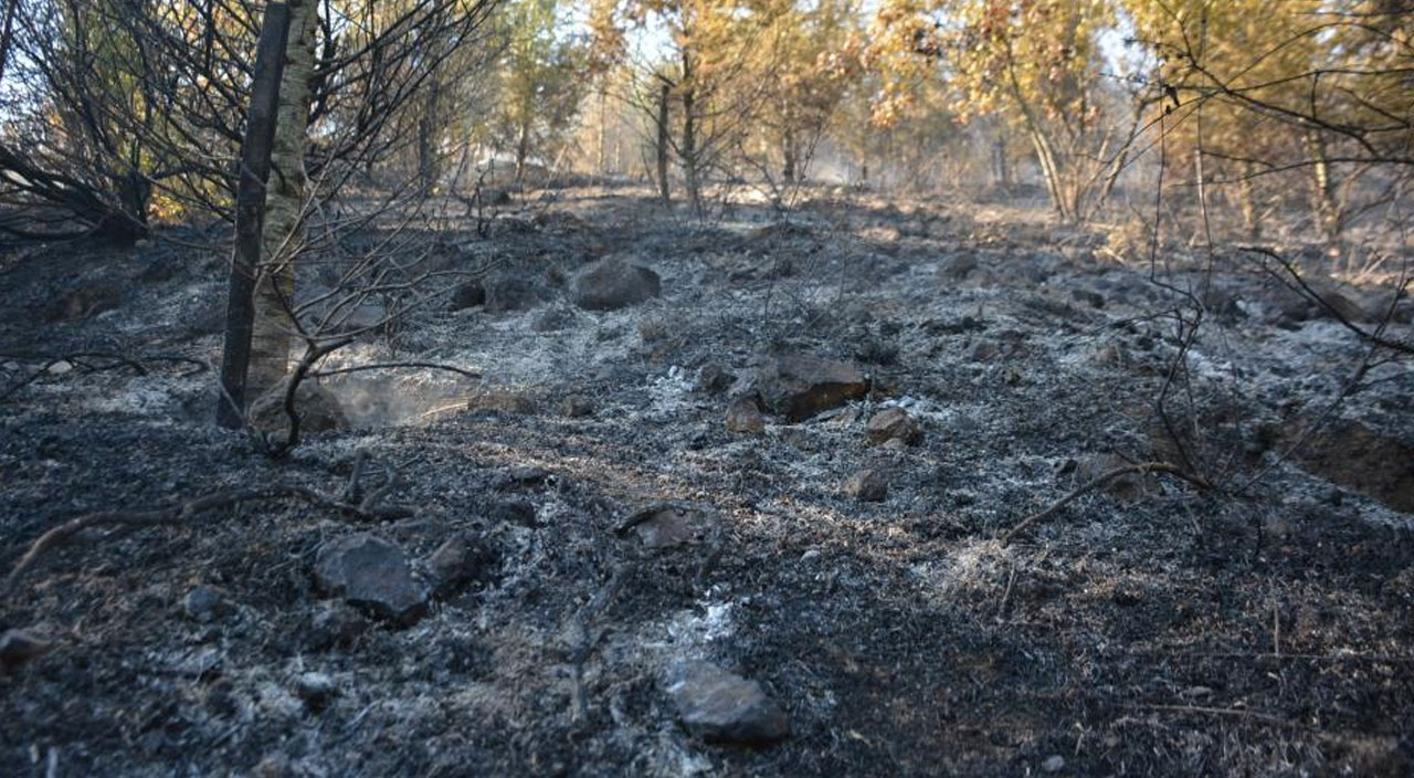 Çanakkale ve Kocaeli'de orman yangını! Çanakkale ve Kocaeli'de orman yangını!