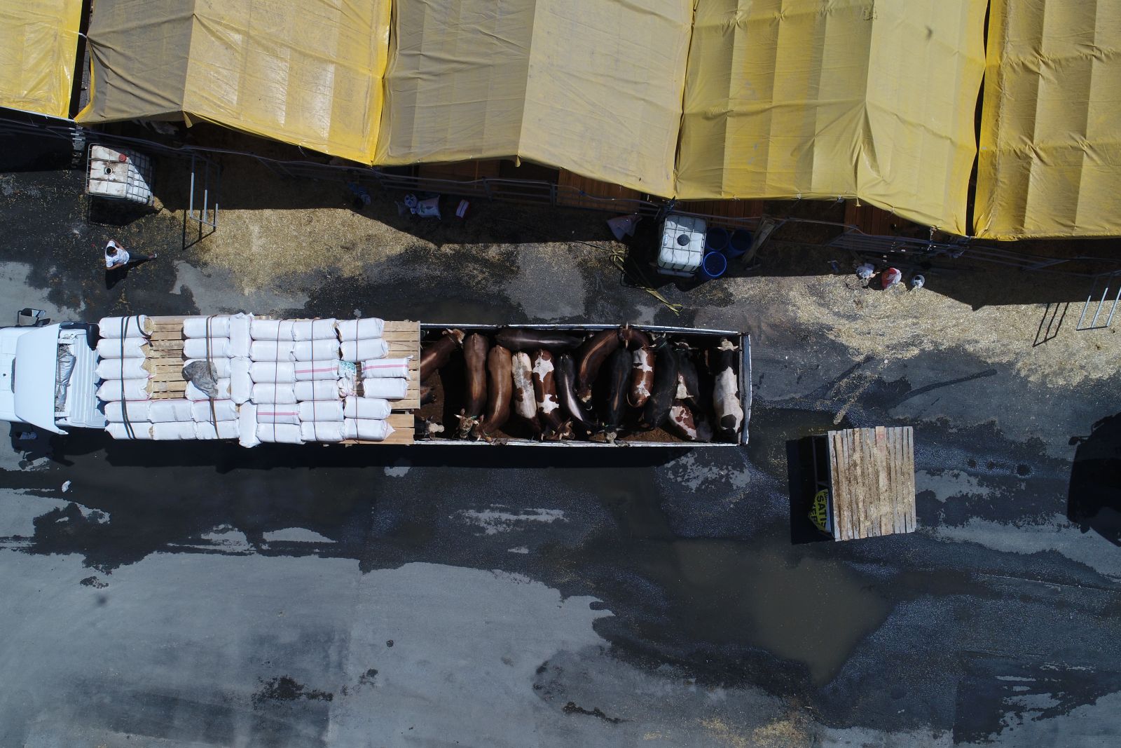 İstanbul'da kurbanlıklar çadırları doldurmaya başladı