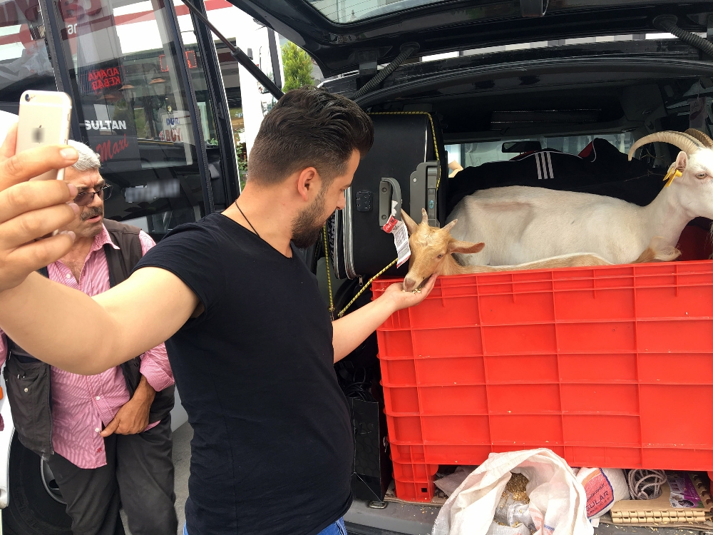 Keçileri ile tatile çıktı! Vatandaşlar şaşkına döndü...