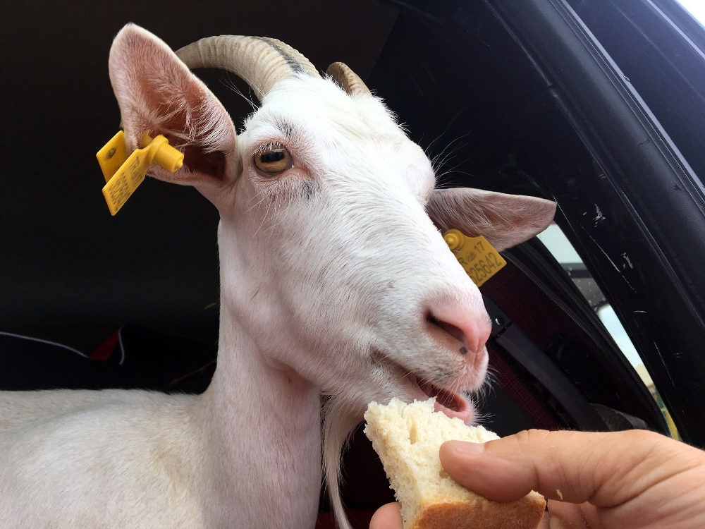 Keçileri ile tatile çıktı! Vatandaşlar şaşkına döndü...