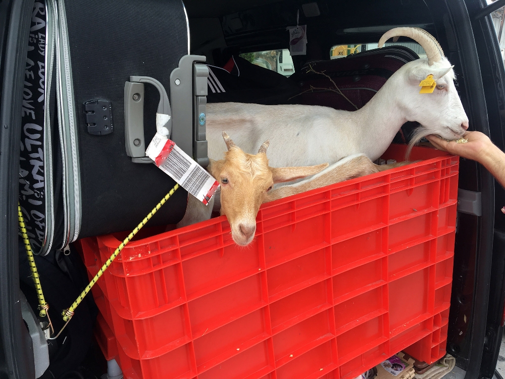 Keçileri ile tatile çıktı! Vatandaşlar şaşkına döndü...