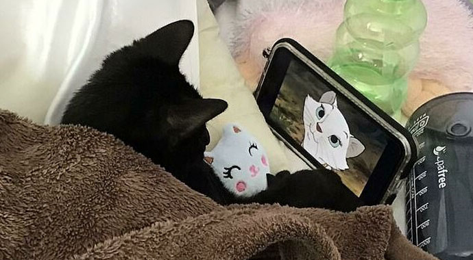 Oyuncaklarından asla vazgeçemeyen evcil hayvanlar