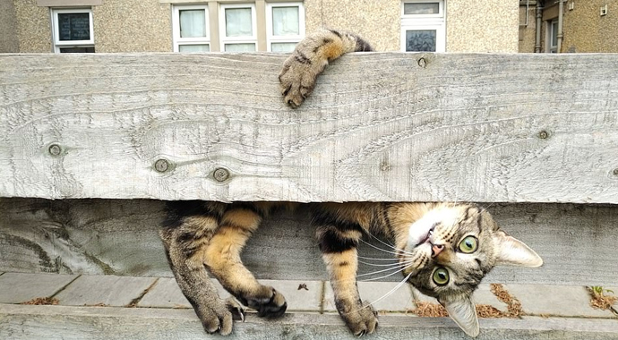 Hayvanlar komiklikte yarıştı, ödülü insanlar kazandı