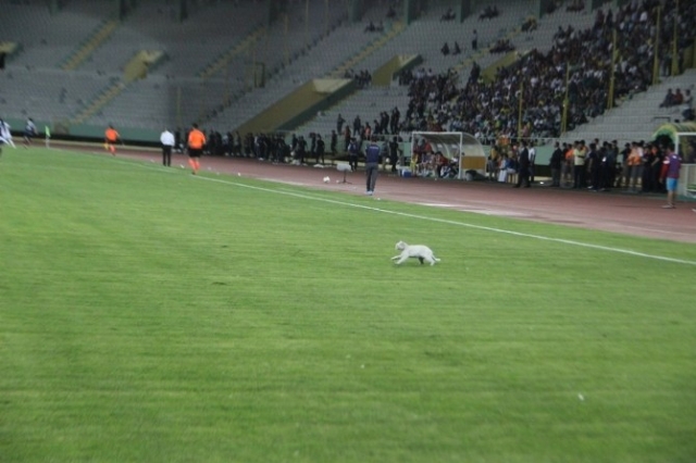 Kaleci maçı bırakıp kedinin peşinden koştu