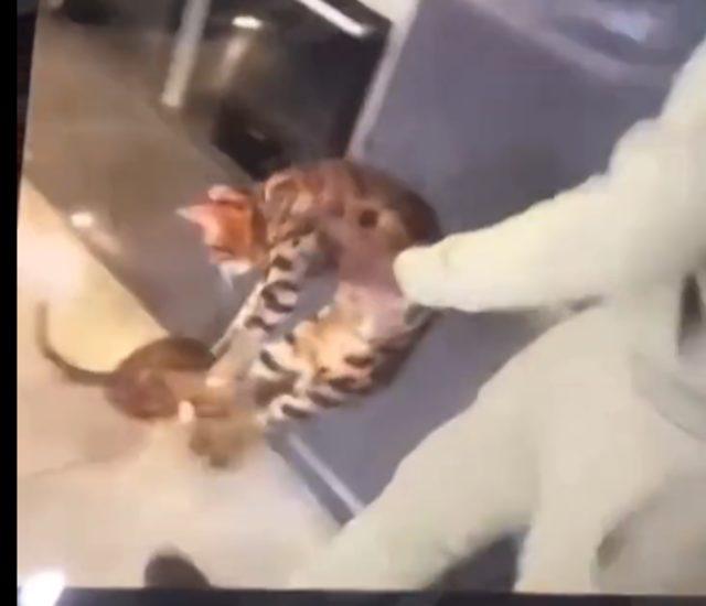 Kurt Zouma’dan skandal hareket: Çocuğunun gözü önünde kedisini tekmeledi