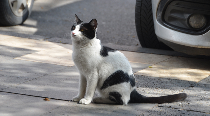 Patisiyle kapıyı açan kedi fenomen oldu