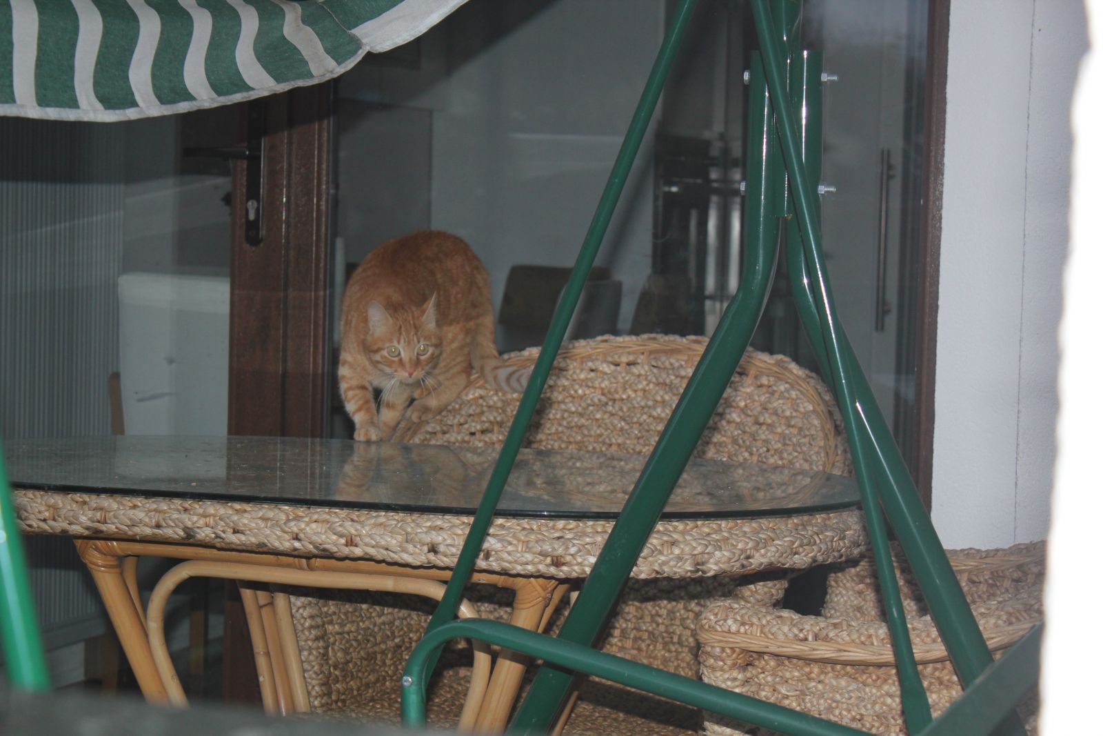 Ordu'da hayret veren olay: Sokak kedisi adeta terör estiriyor