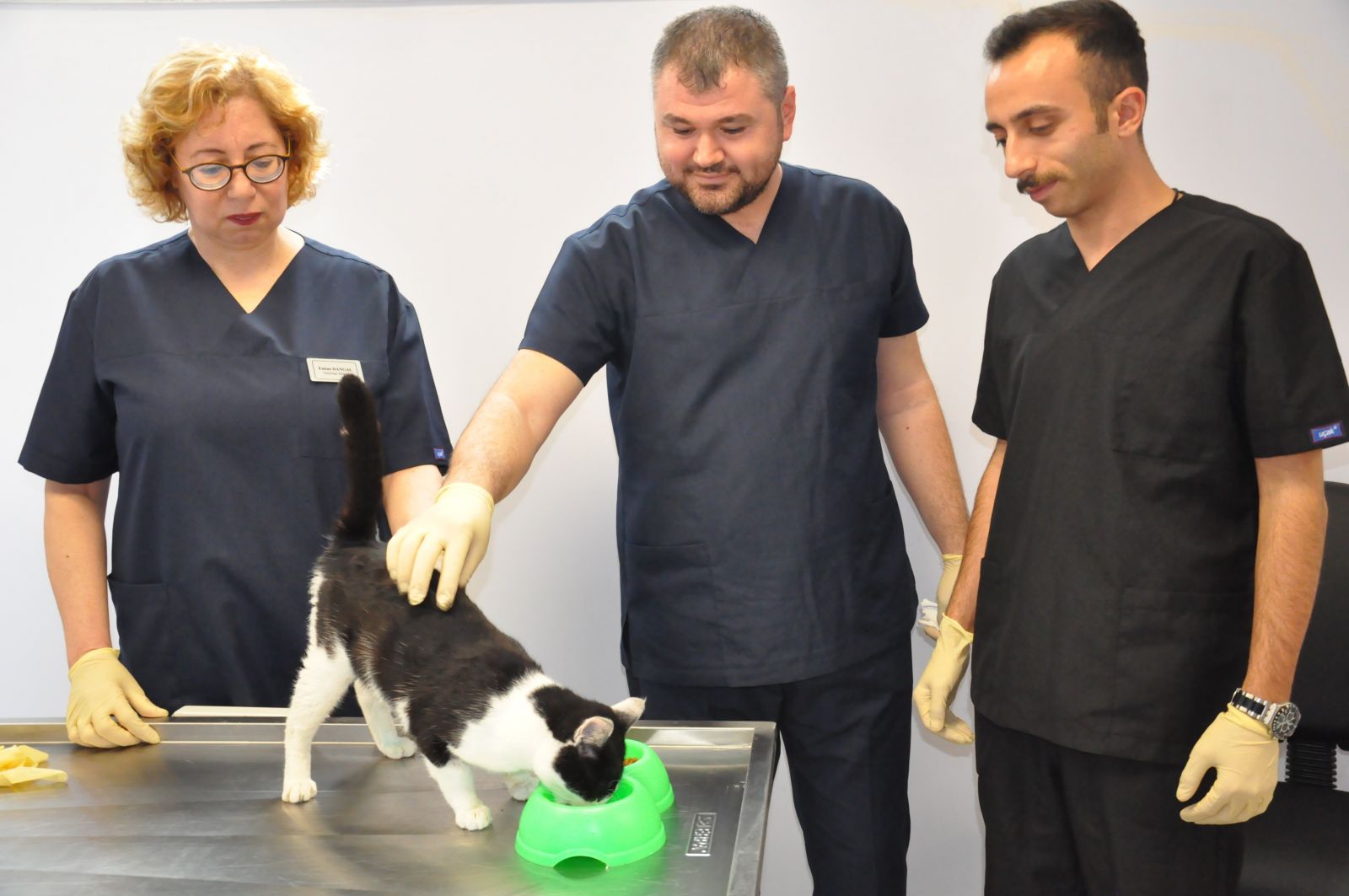 Kedinin karnından çıkan şaşırttı