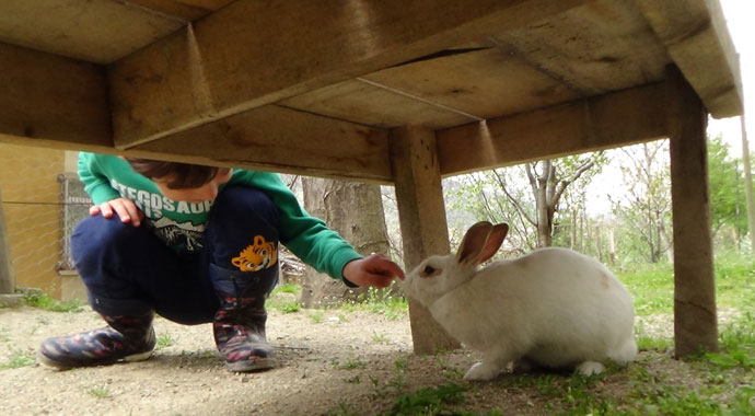 Kedi ile tavşanın dostluğu görenleri şaşırtıyor