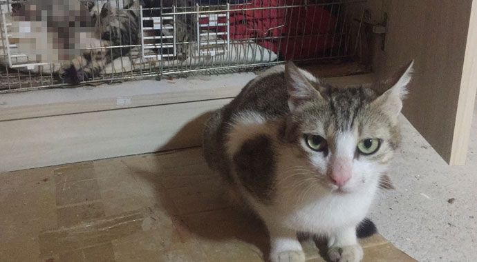 Sitenin bodrumunda 5 yavru kedi, başı kesilmiş şekilde bulundu