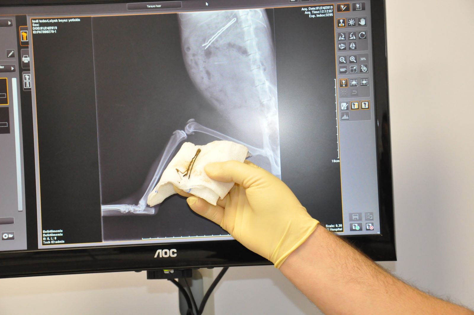 Kedinin karnından çıkan şaşırttı