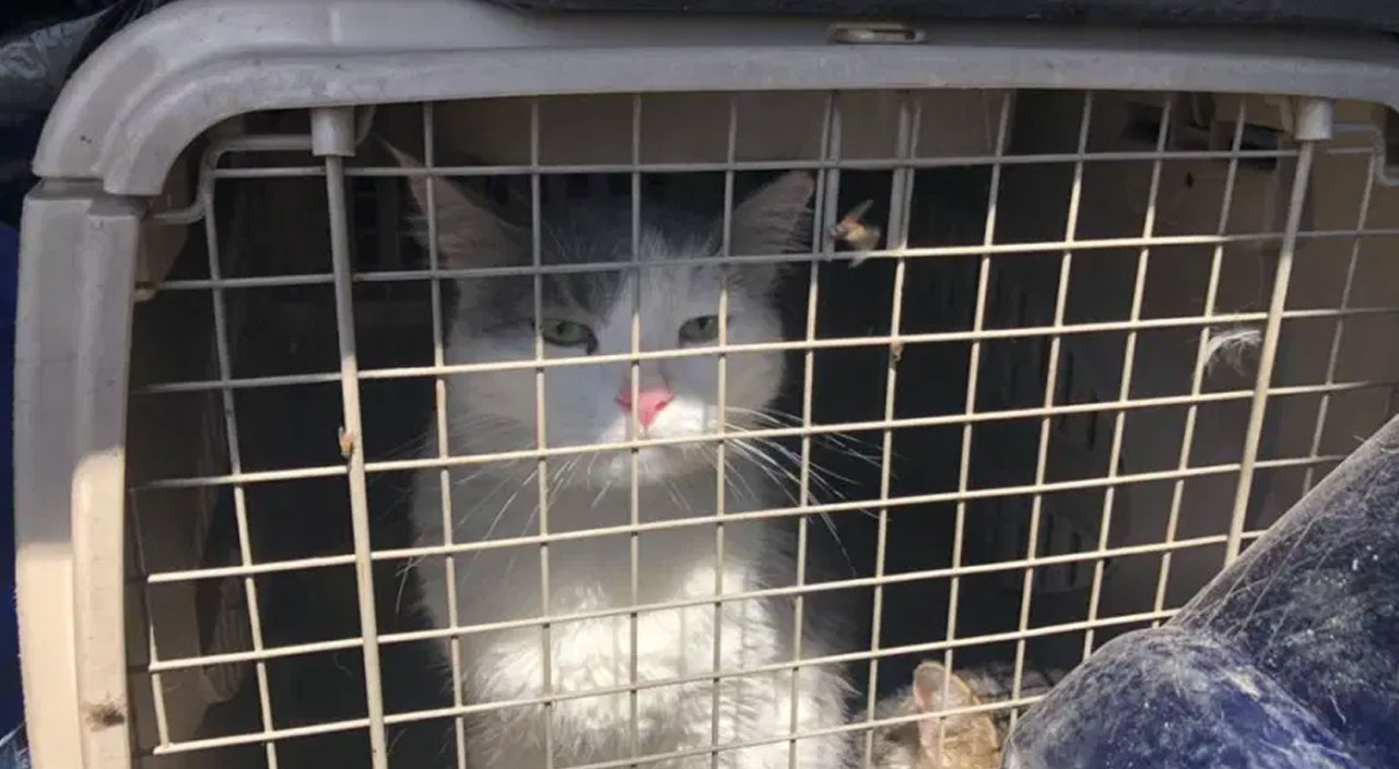 173 kedi ve köpeğiyle Afganistan’dan kurtuldu 173 kedi ve köpeğiyle Afganistan’dan kurtuldu