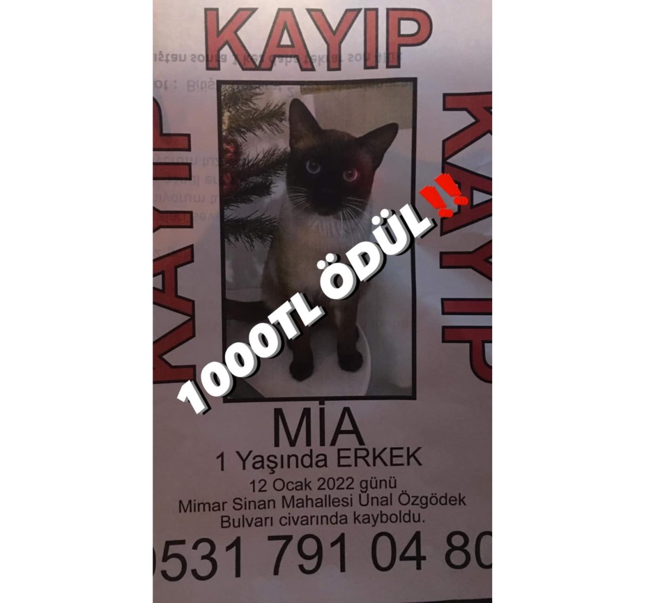 Kedisini bulana 1000 TL ödül verecek