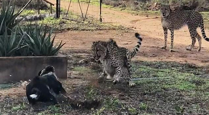 Cesur köpek! Vahşi hayvanları eve yaklaştırmıyor