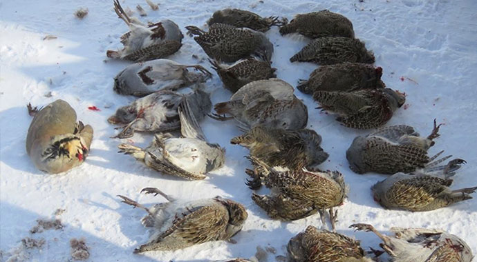 Erzincan'da 21 kekliği kaçak avlayan avcıya 17 Bin 194 lira ceza