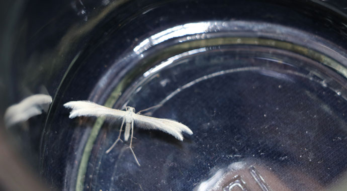 Lepidoptera kelebeği Kahramanmaraş’ta görüldü