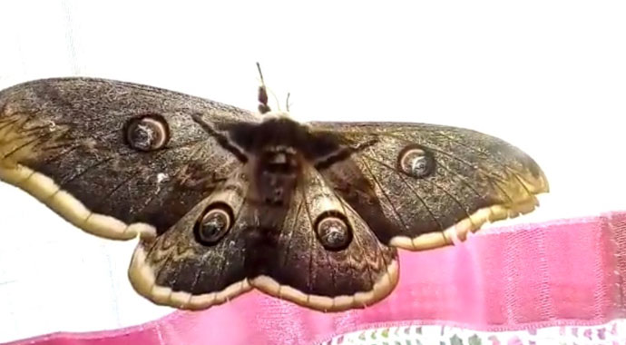 Dev kelebek görenleri şaşırttı