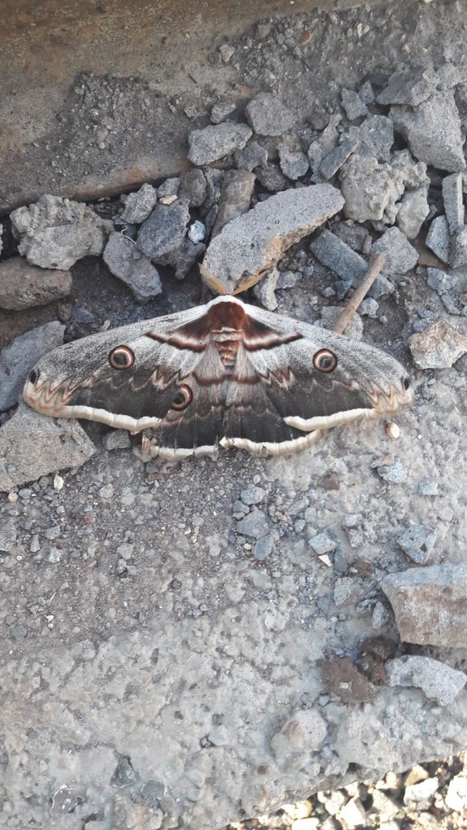 Dev kelebek görenleri şaşırttı