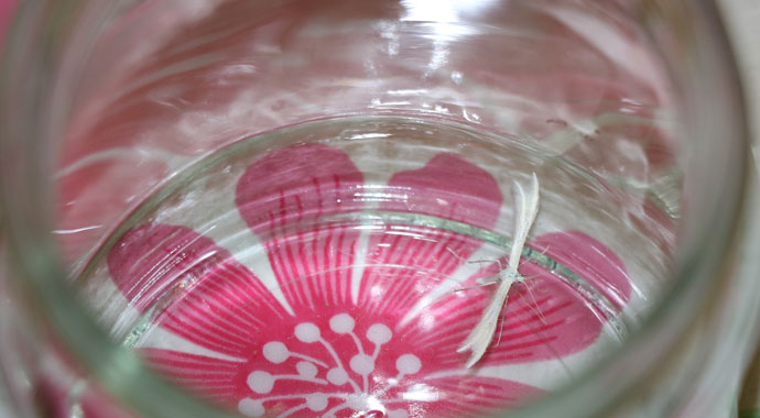 Lepidoptera kelebeği Kahramanmaraş’ta görüldü