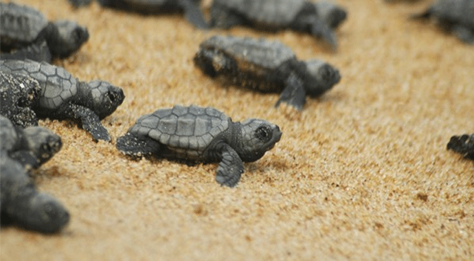 Yavru ceretta cerettalar denizle buluştu