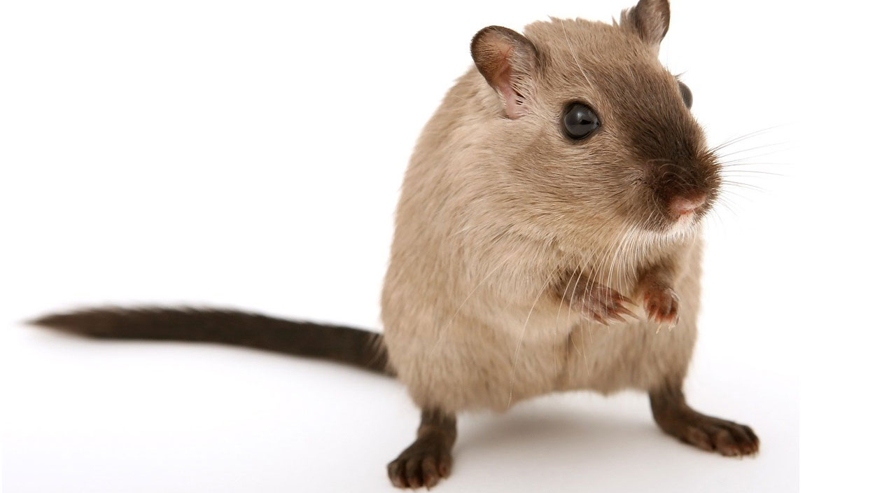 Bilim adamları ilk kez açıkladı: Omicron böyle ortaya çıktı Bilim adamları ilk kez açıkladı: Omicron böyle ortaya çıktı