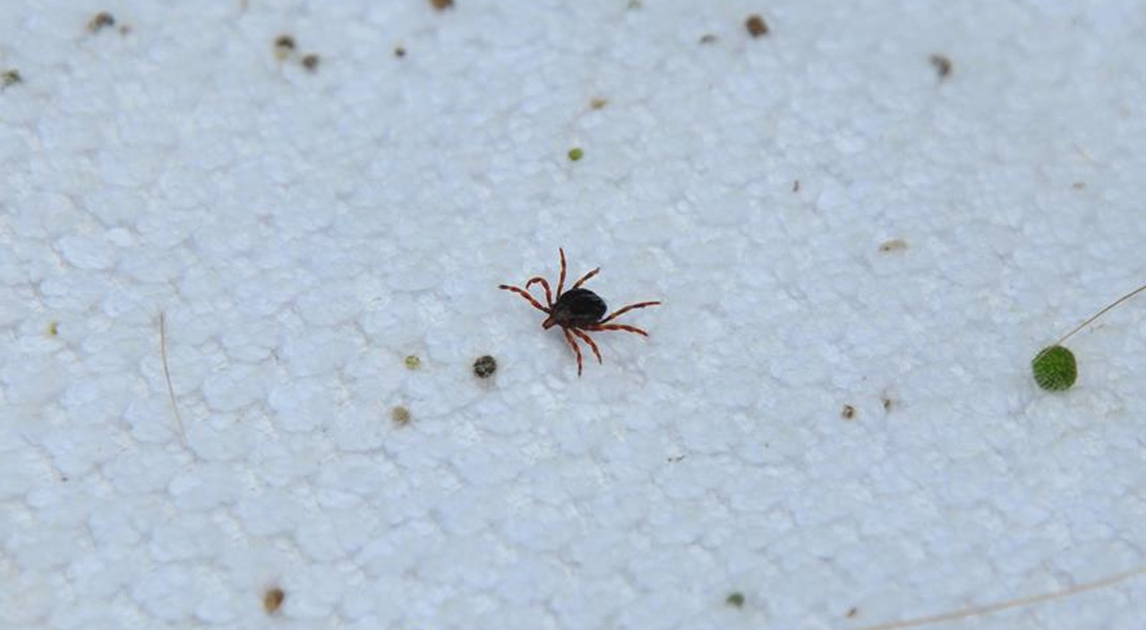 Türkiye'de görüldü! İnsanları enfekte eden kene kaynaklı bakteri türü tespit edildi