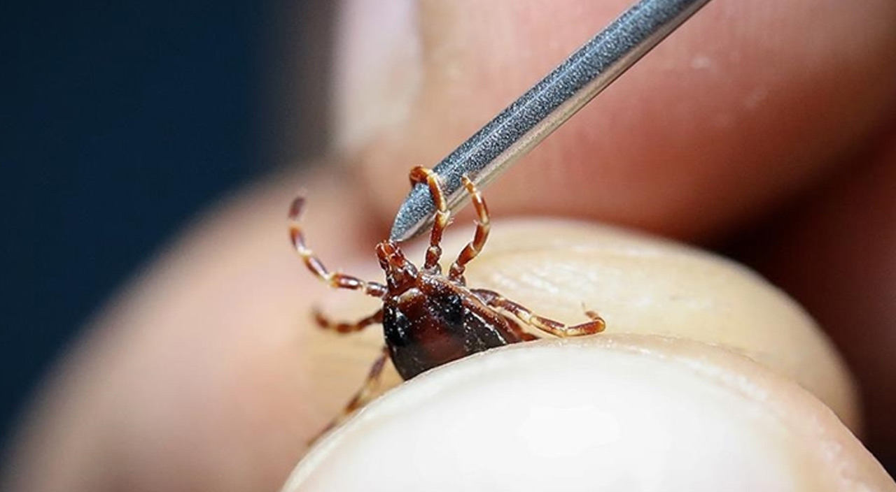 Türkiye'de görüldü! İnsanları enfekte eden kene kaynaklı bakteri türü tespit edildi