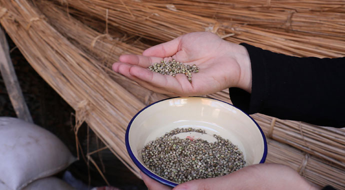 Kenevirin kilosu 1000 liraya çıktı